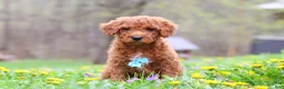 Standard Poodle dogs for sale: Max - Ad 1