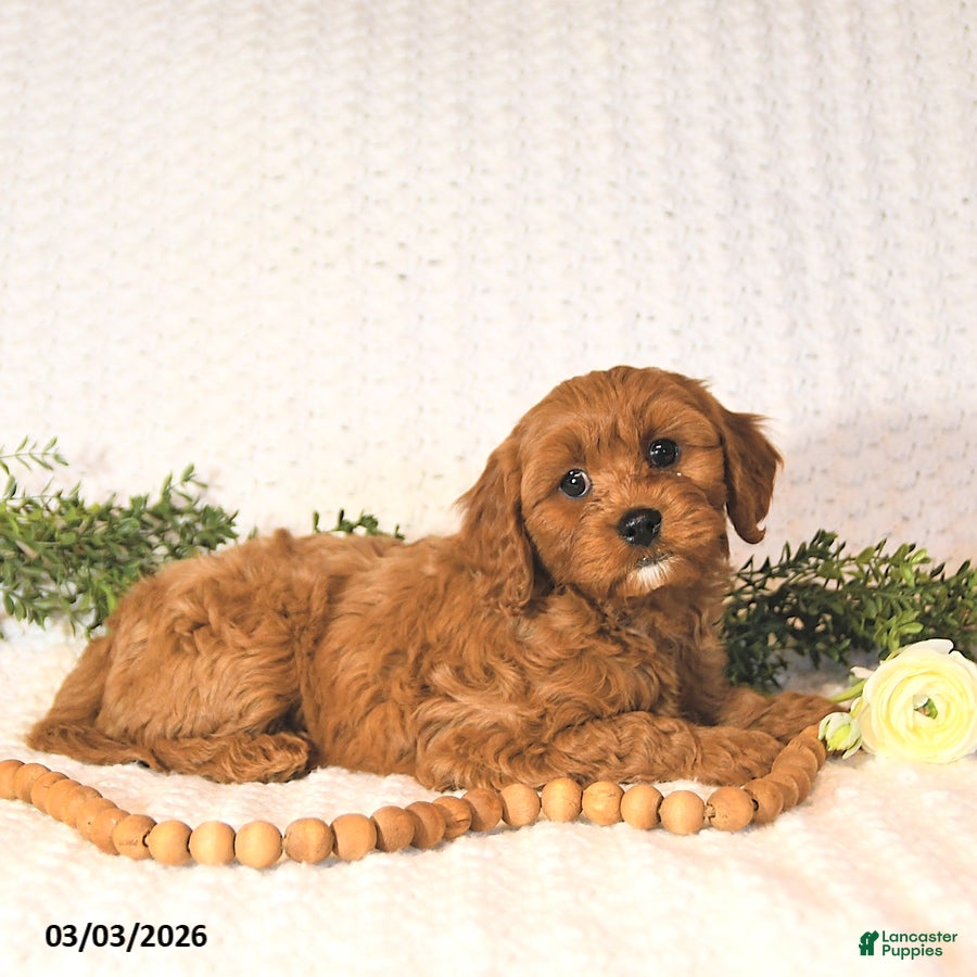 Cavapoo dogs Zander EXTRA SMALL - Ad 2