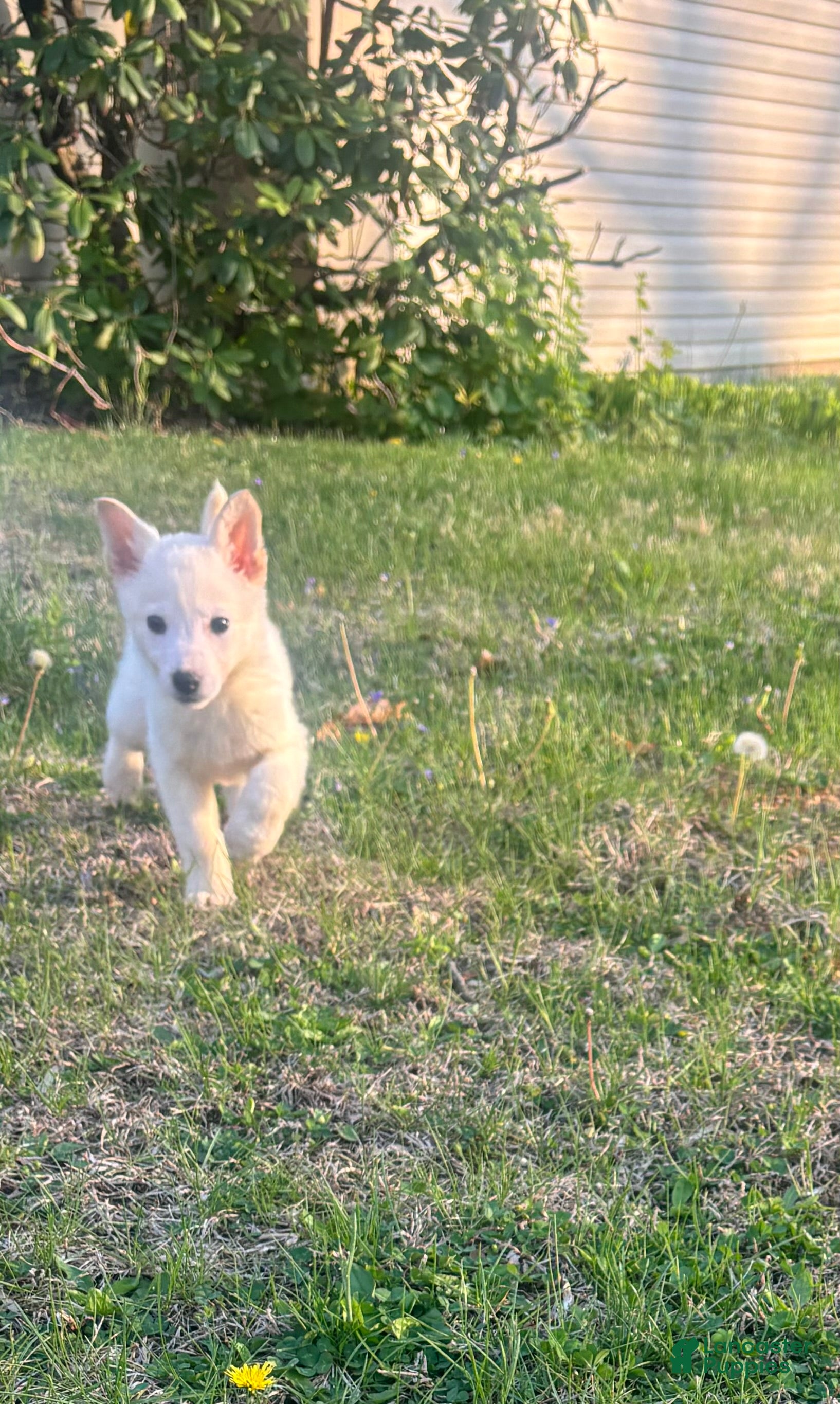German Shepherd dogs German Shepherd Puppy 2 - Ad 1