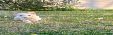 German Shepherd Puppy 2