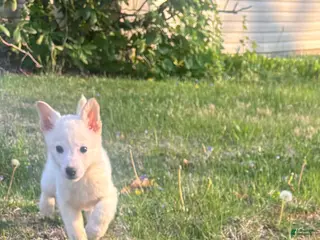 German Shepherd dogs for sale: German Shepherd Puppy 2 - Ad 4