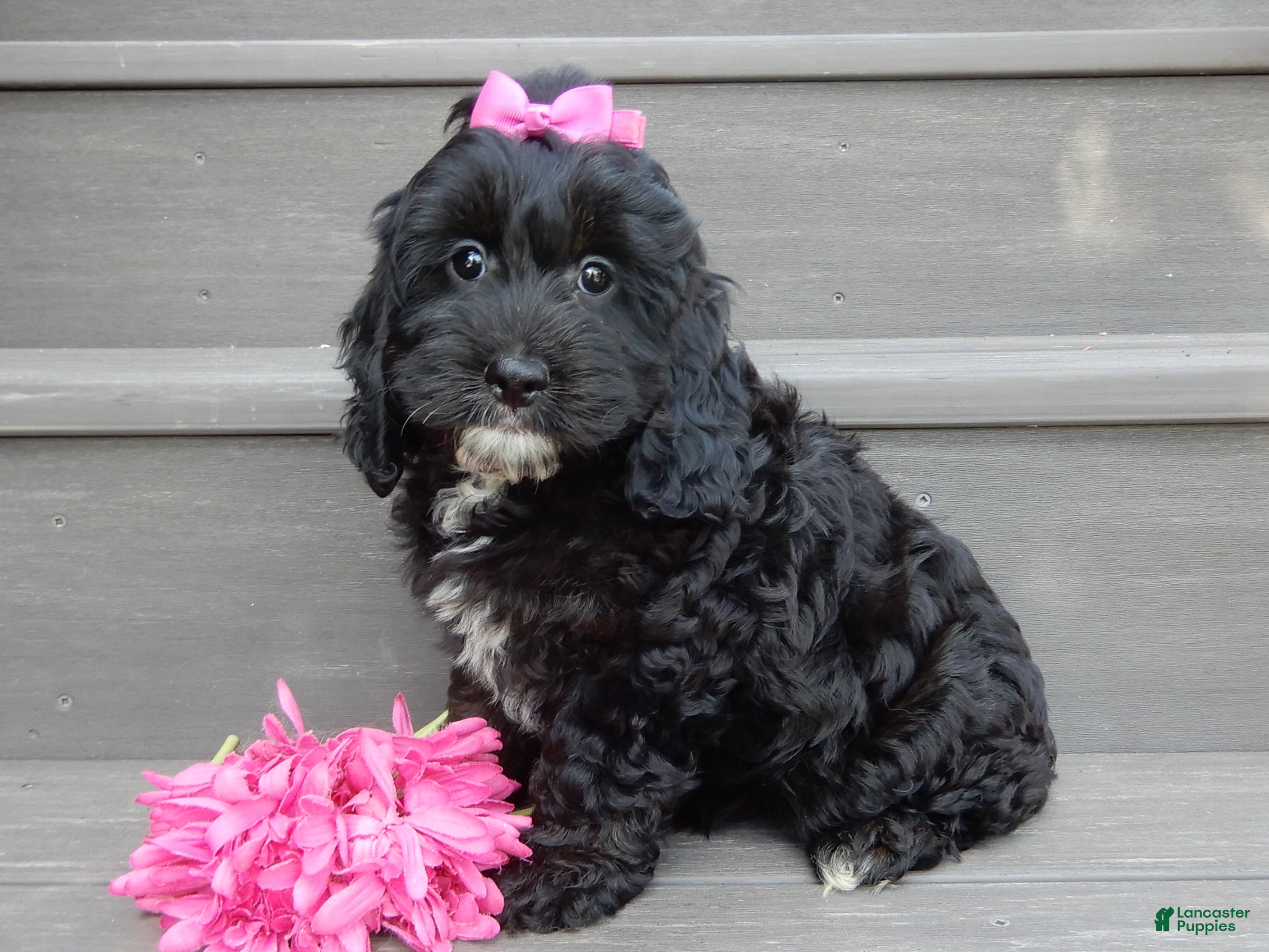 Cockapoo dogs for sale: Ellie - Ad 2