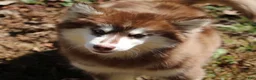 Pomsky dogs for sale: Addie - Ad 4