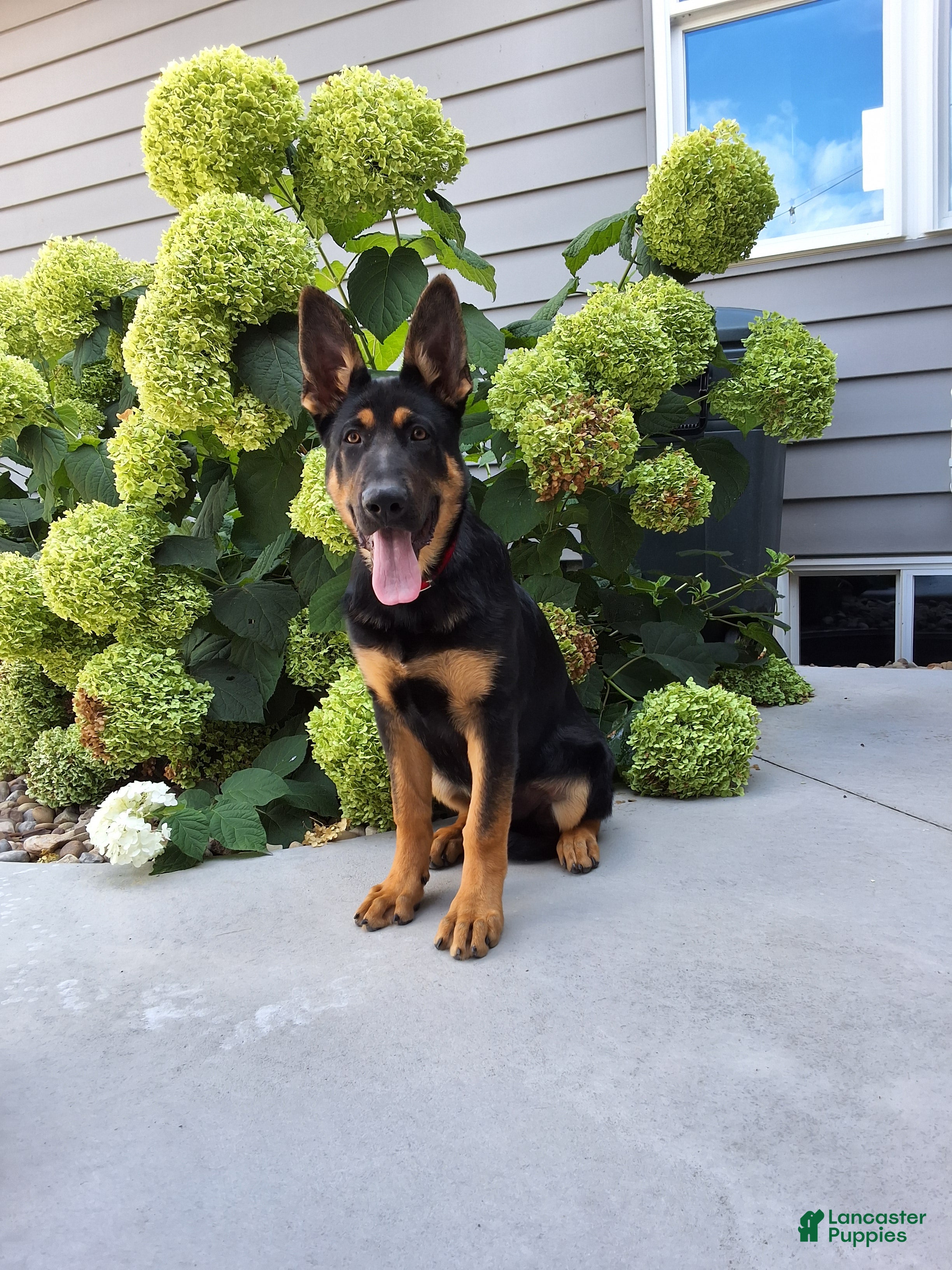 German Shepherd dogs Karl - Ad 1