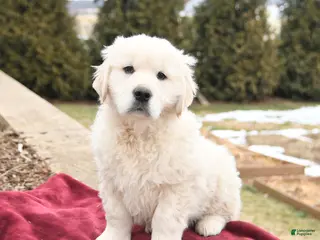 Golden Retriever dogs for sale: Scout - Ad 1