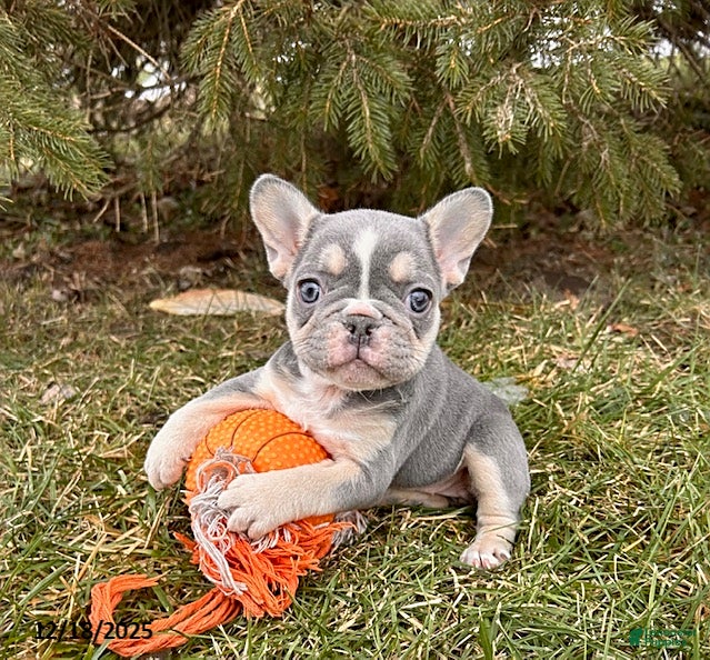 French Bulldog dogs Raine - Ad 15