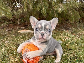 French Bulldog dogs Raine - Ad 24