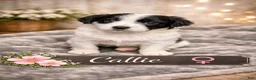 Mixed Breed dogs for sale: Callie - Ad 2