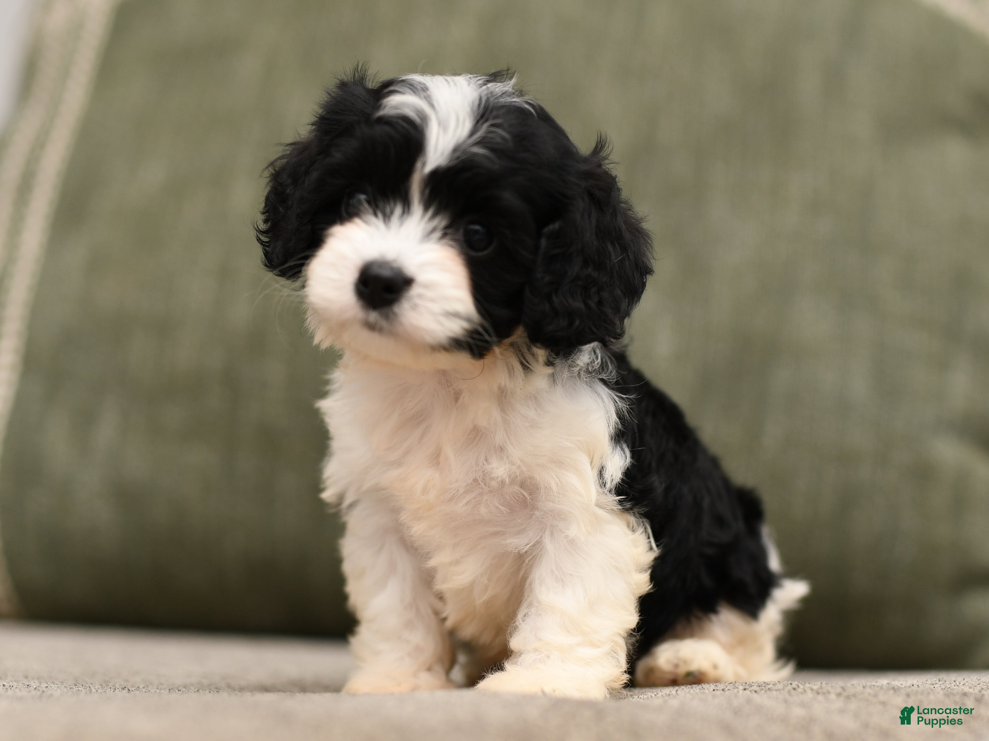 Cavapoo dogs Bailey  - Ad 1