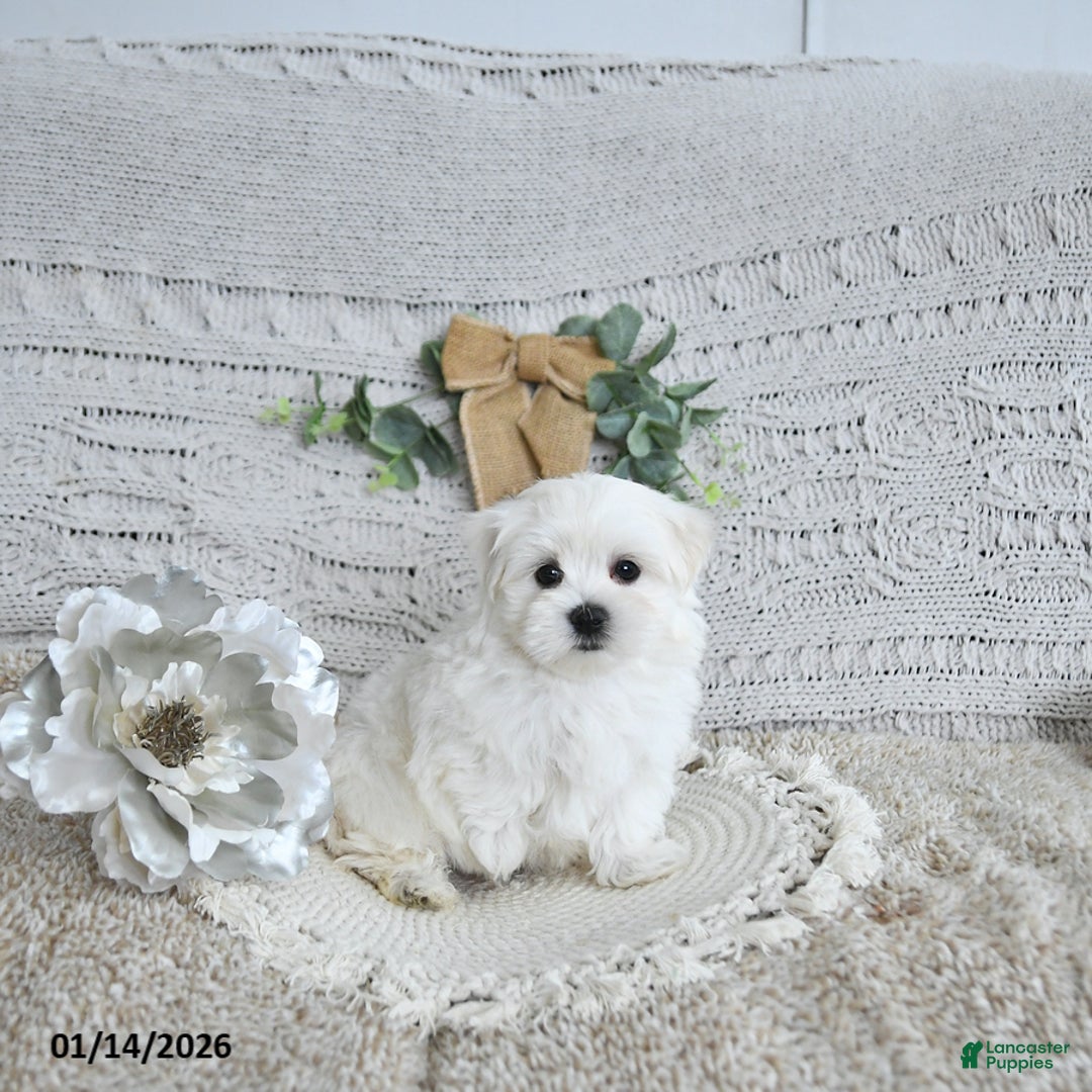 Maltese dogs for sale: Fritz EXTRA SMALL - Ad 5