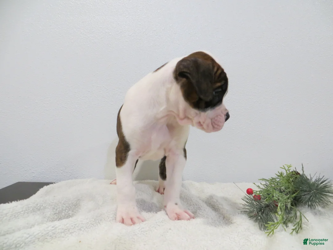 Boxer dogs for sale: ⛵️RAFT - Ad 8