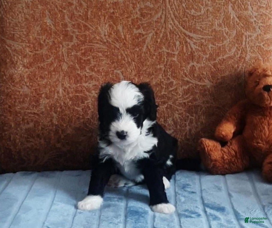 Bernedoodle dogs Tina - Ad 19