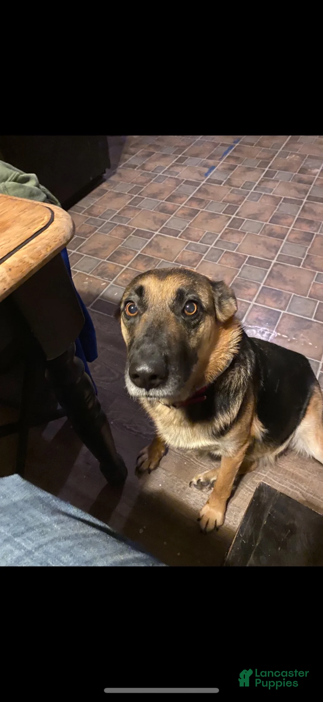 Gerberian Shepsky dogs for sale: Gerberian Shepsky 1 - Ad 3