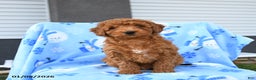 Mini Goldendoodle dogs for sale: Waylon - Ad 4