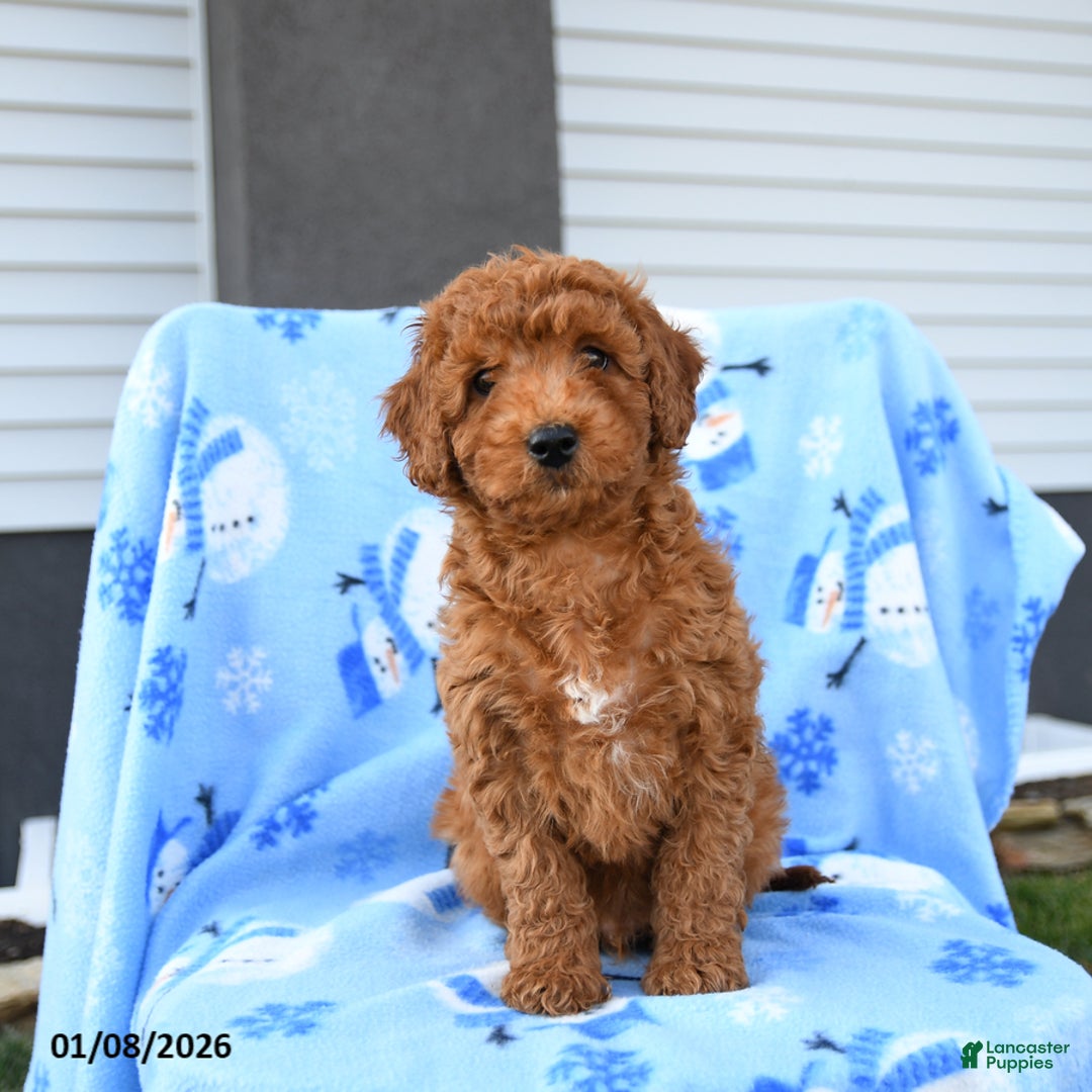 Mini Goldendoodle dogs for sale: Waylon - Ad 4