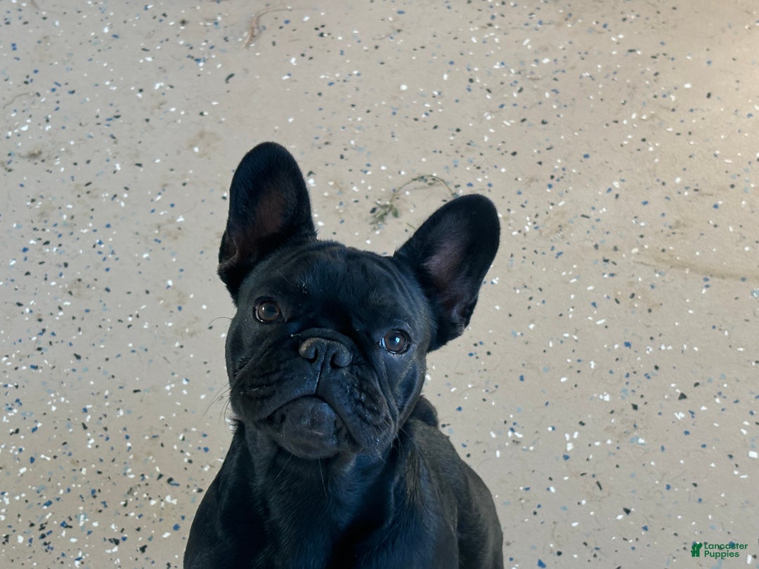 French Bulldog dogs for sale: French Bulldog Puppy 3 - Ad 5