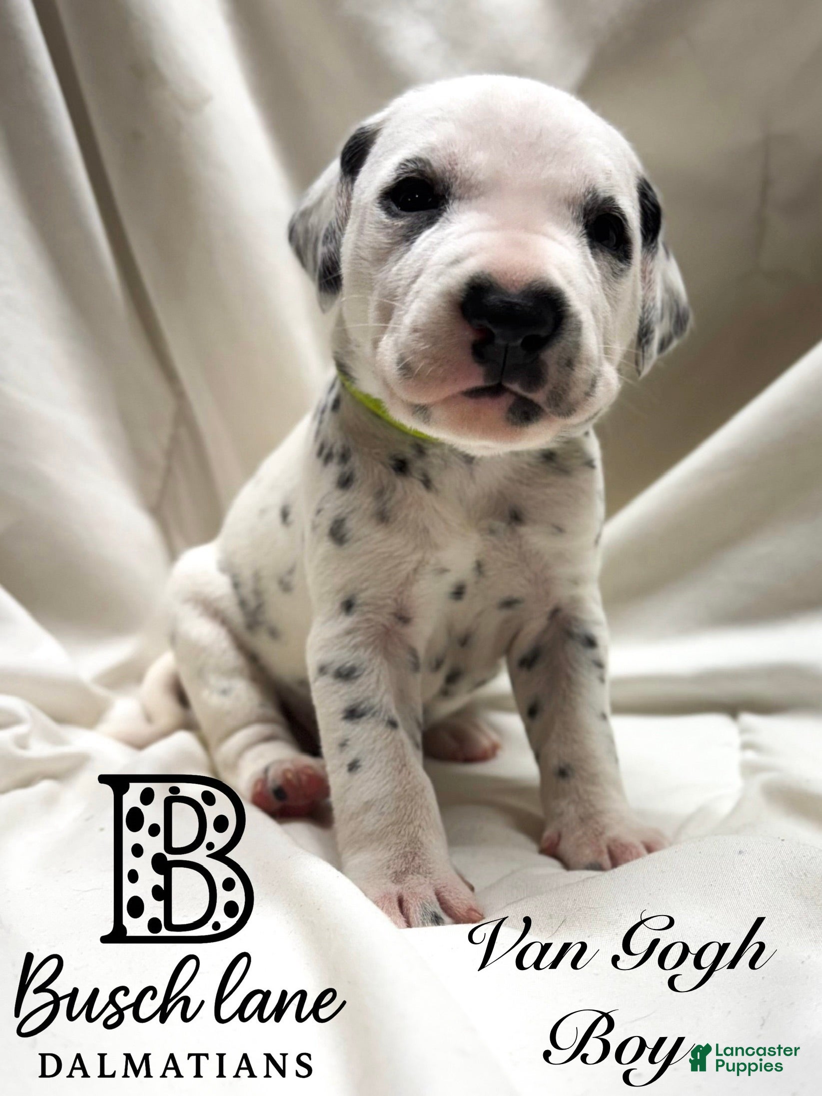 Dalmatian dogs Van Gough - Ad 27