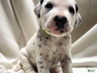 Dalmatian dogs Van Gough - Ad 27