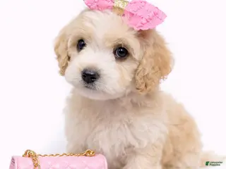 Maltipoo dogs DREAM - Ad 3