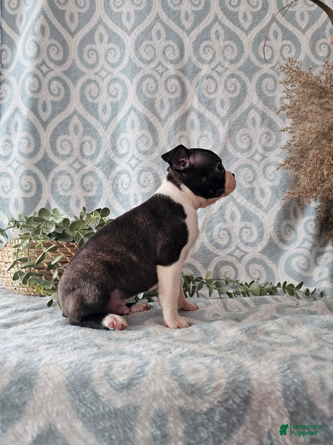 Boston Terrier dogs for sale: Boston Terrier Puppy 3 - Ad 2