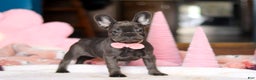 French Bulldog dogs for sale: Julie - Ad 1