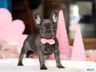 French Bulldog dogs Julie - Ad 29