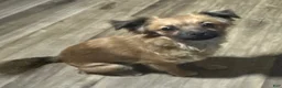Chihuahua dogs for sale: Chihuahua 5 - Ad 2