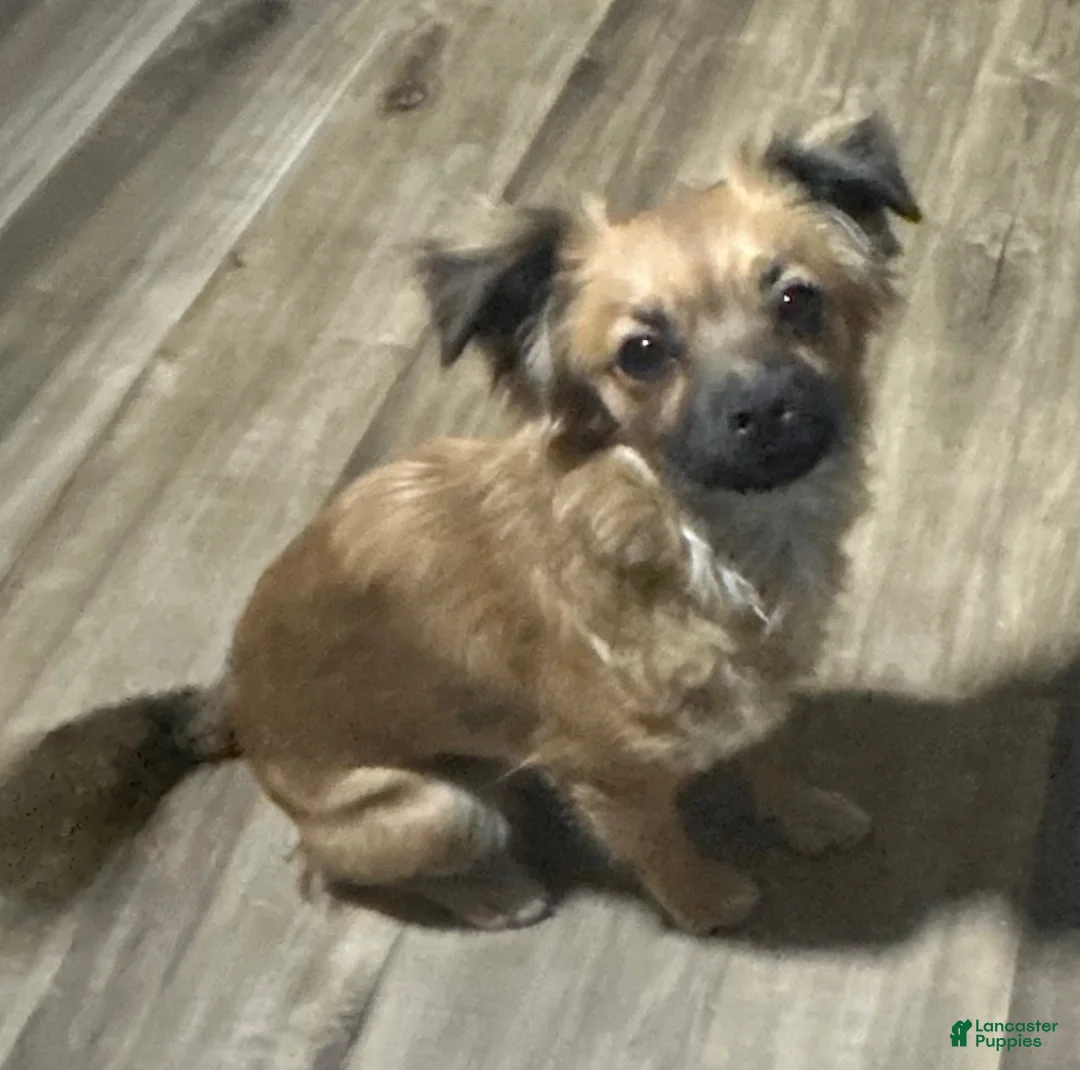 Chihuahua dogs for sale: Chihuahua 5 - Ad 2