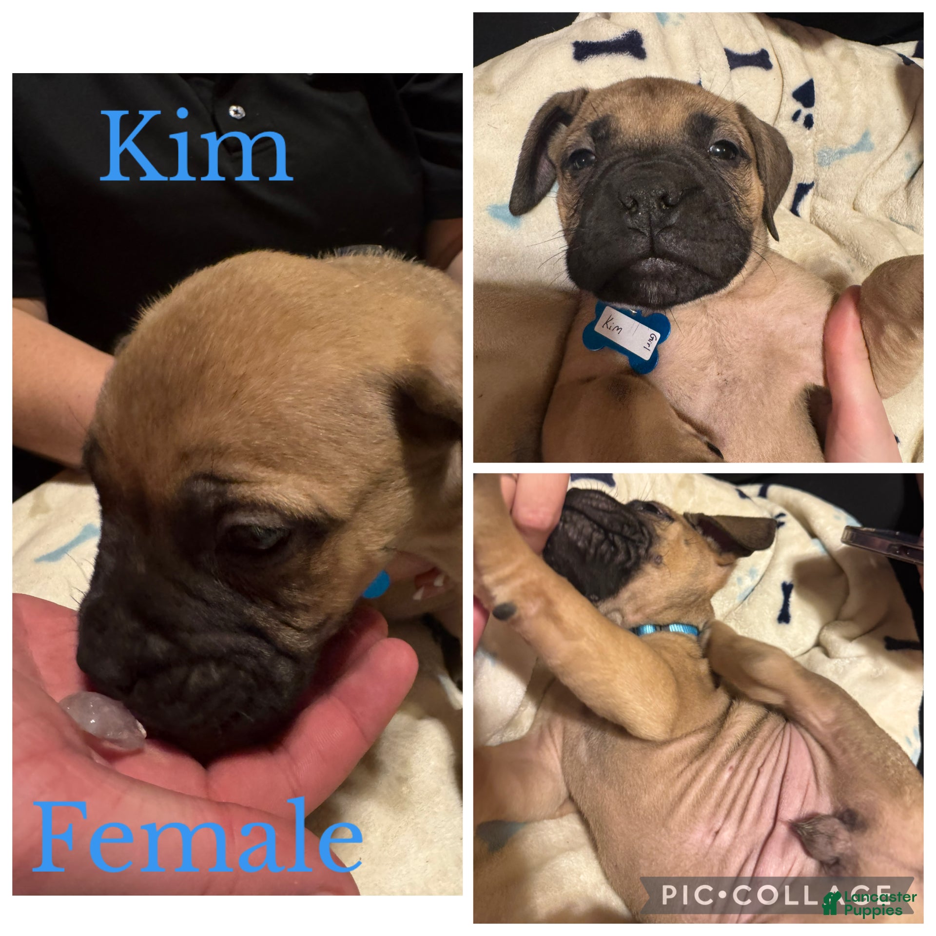 Bullmastiff dogs Bullmastiff Puppy 9 - Ad 2