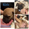 Bullmastiff Puppy 9