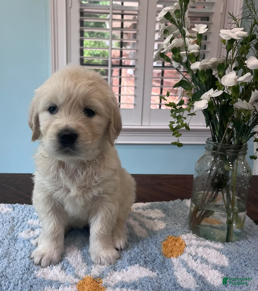 Golden Retriever dogs for sale: Light Blue - Ad 1