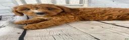 Cavapoo dogs for sale: Teddy - Ad 9