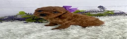 Miniature Poodle dogs for sale: Tulip - Ad 3