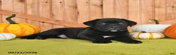 Cane Corso dogs for sale: Brewster - Ad 1