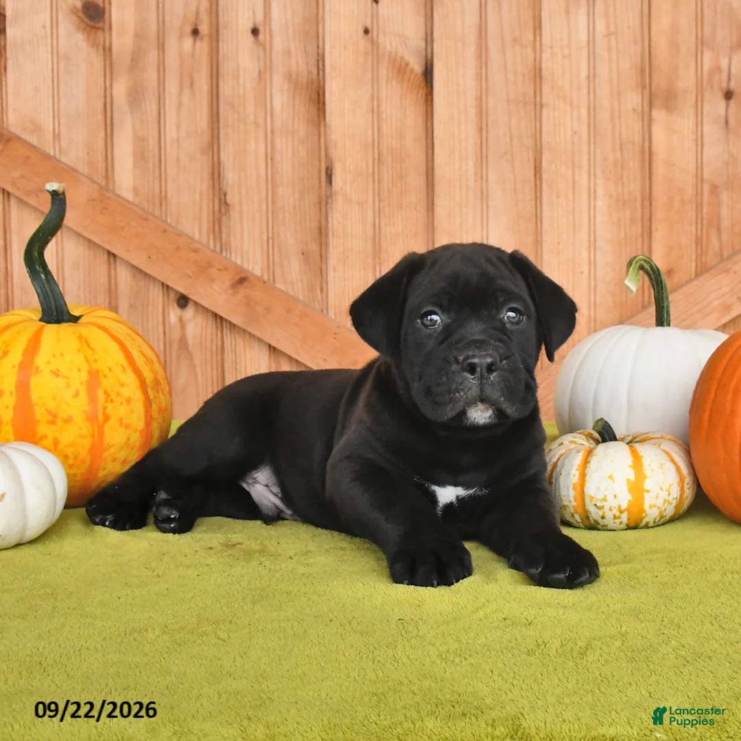 Cane Corso dogs for sale: Brewster - Ad 1