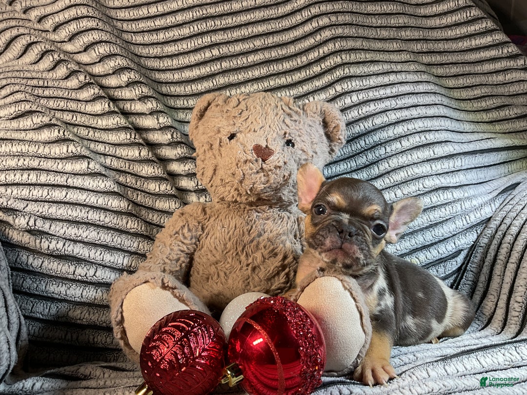 French Bulldog dogs for sale: Max  - Ad 15