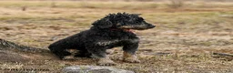 Miniature Poodle dogs for sale: Yasmin - Ad 2