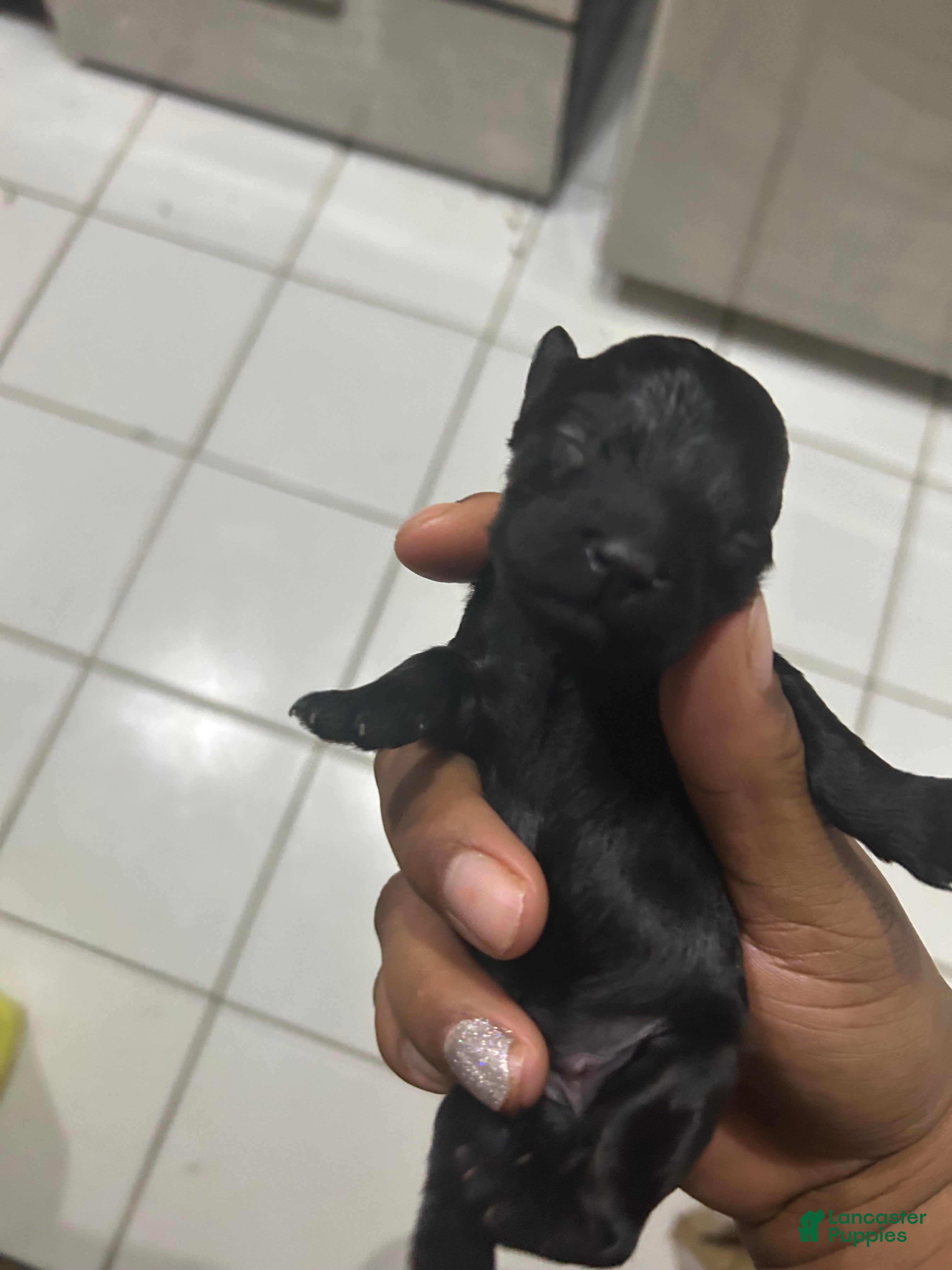 Cavapoo dogs Cavapoo Puppy 5 - Ad 12