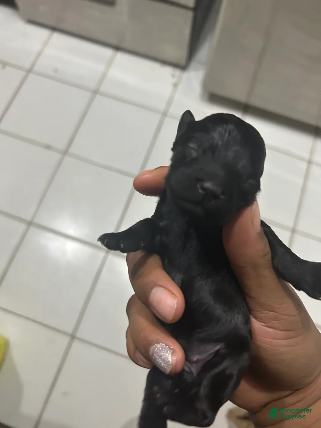 Cavapoo dogs for sale: Cavapoo Puppy 5 - Ad 1