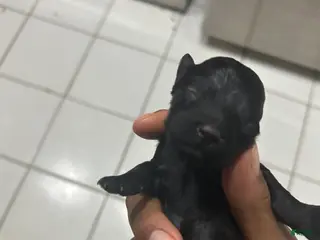 Cavapoo dogs Cavapoo Puppy 5 - Ad 12