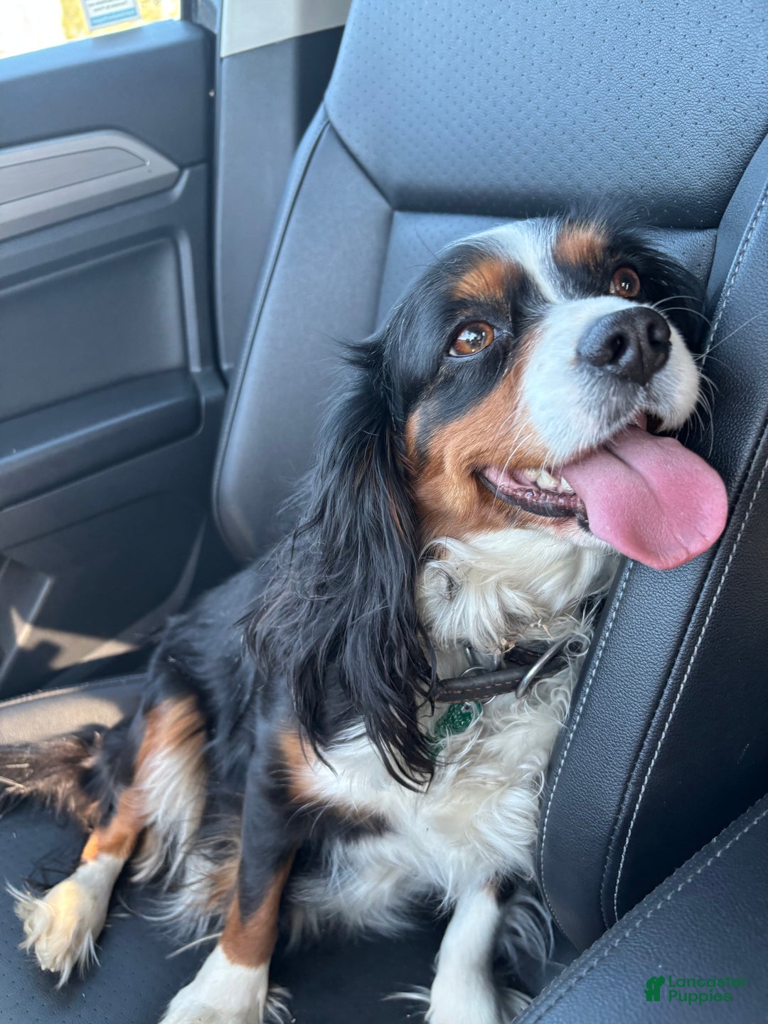 Miniature Bernese Mountain Dog dogs for sale: Tank - Ad 6