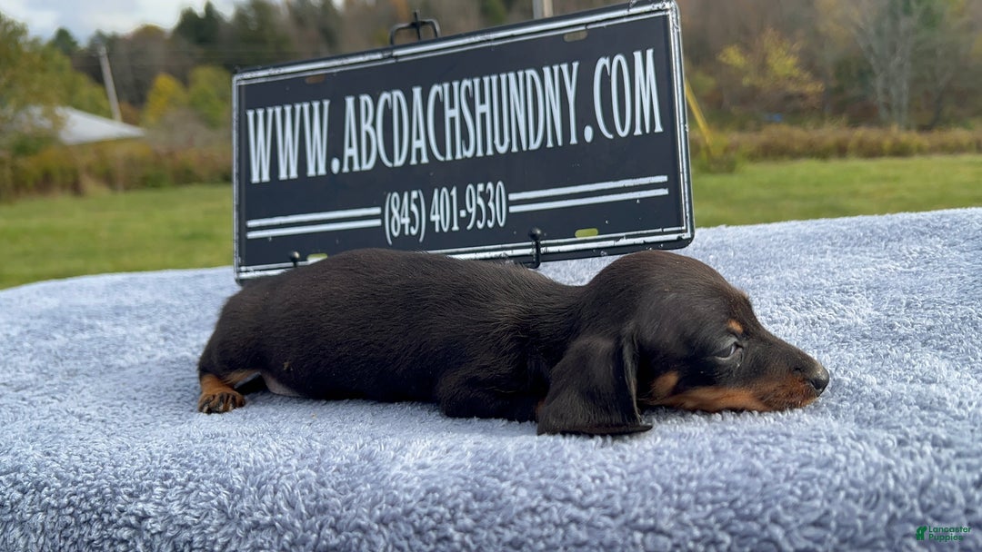 Miniature Dachshund dogs for sale: Import AKC female - Ad 18
