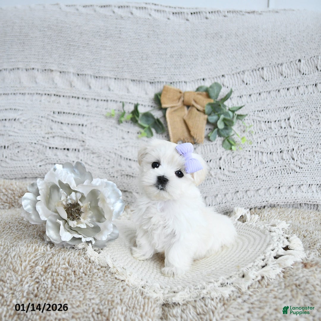 Maltese dogs for sale: Fairy EXTRA SMALL - Ad 5