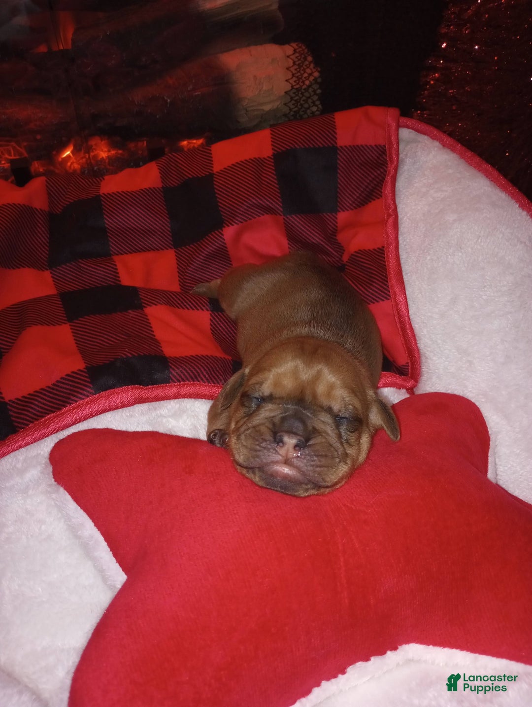 Olde English Bulldogge dogs for sale: Olde English Bulldogge Puppy 4 - Ad 1