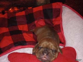 Olde English Bulldogge dogs Olde English Bulldogge Puppy 4 - Ad 12