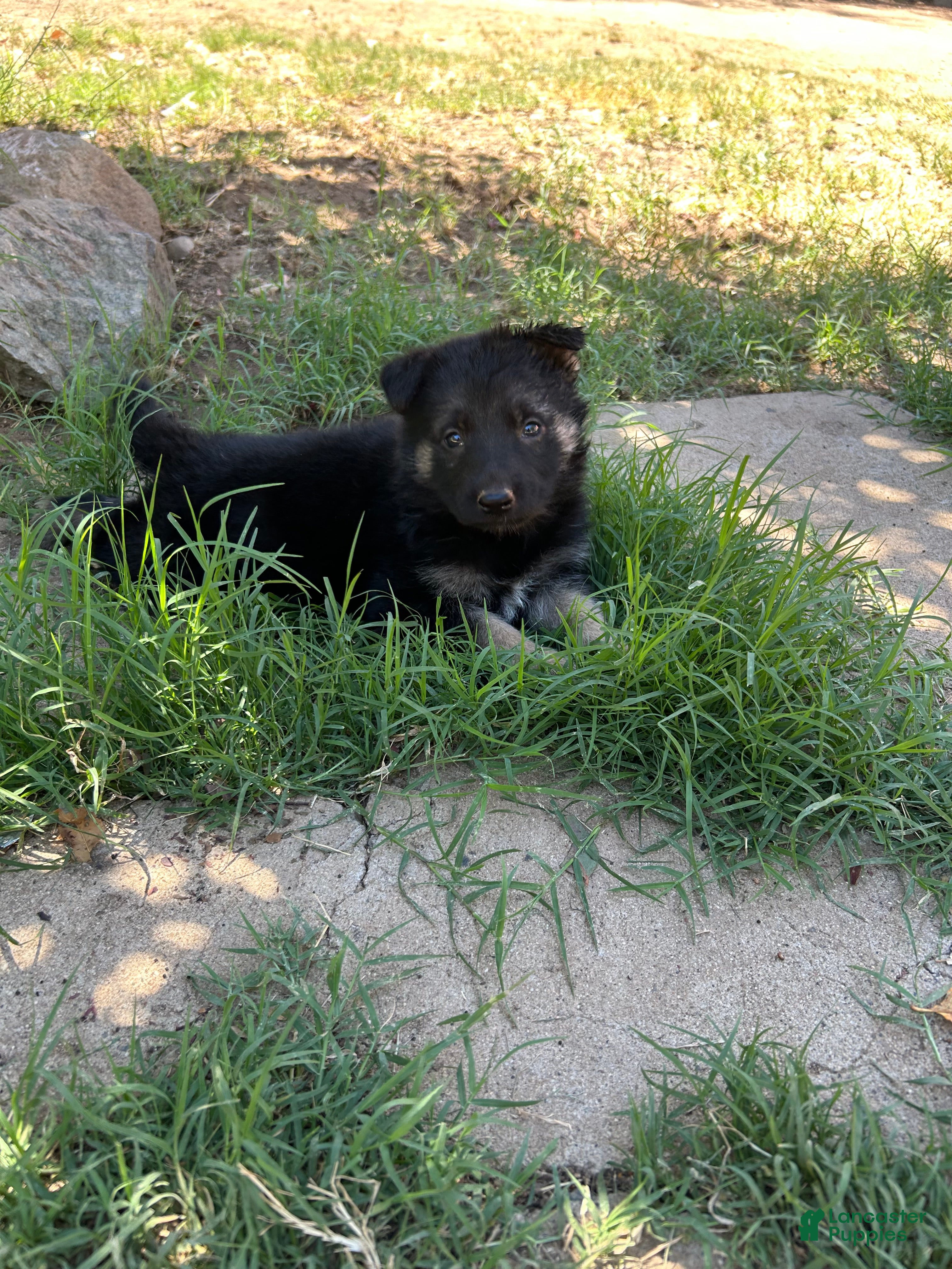 German Shepherd dogs German Shepherd 1 - Ad 10