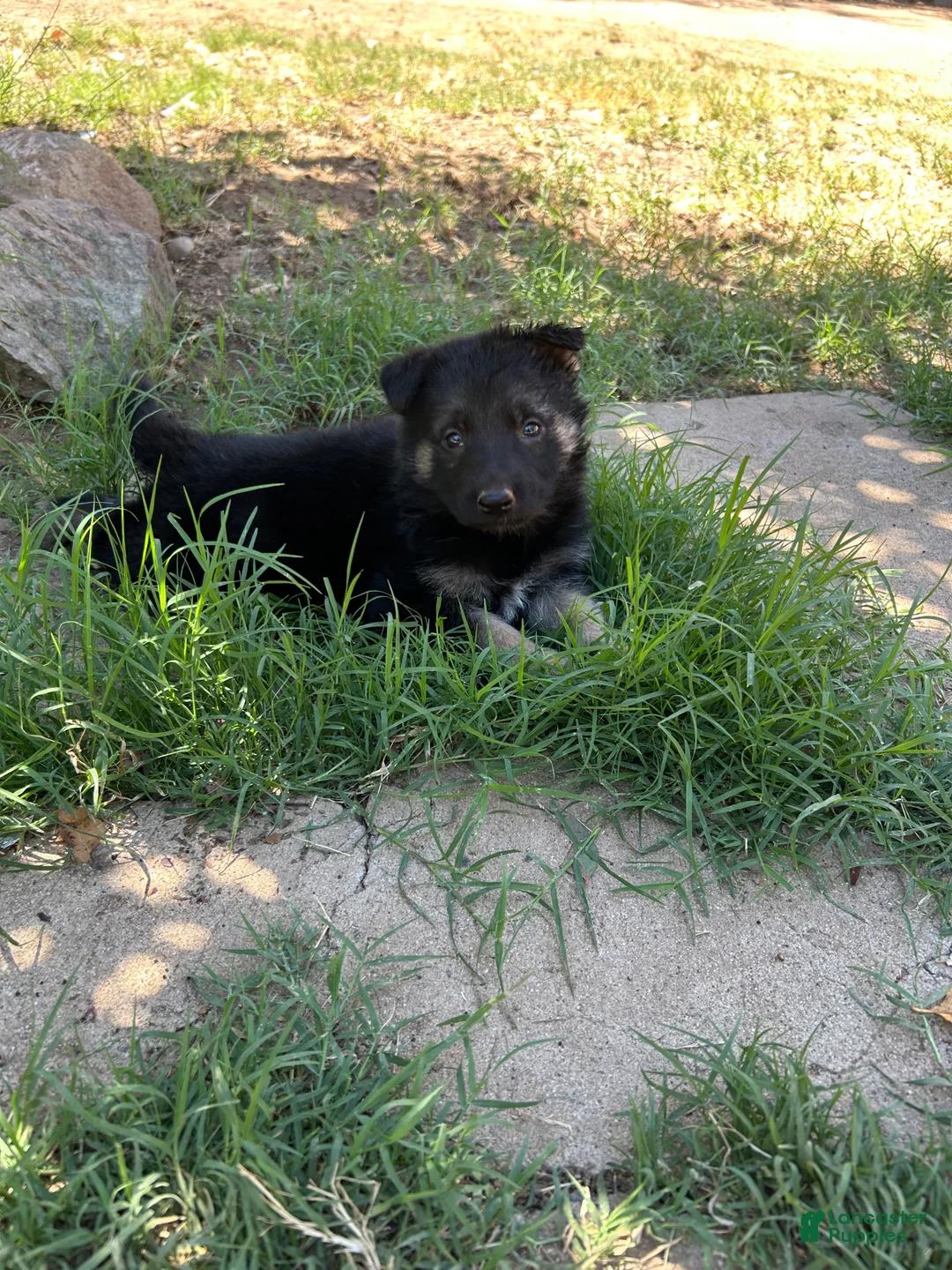 German Shepherd dogs for sale: German Shepherd 1 - Ad 1