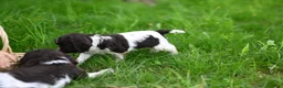 Cocker Spaniel dogs for sale: Abby (AKC reg) - Ad 2
