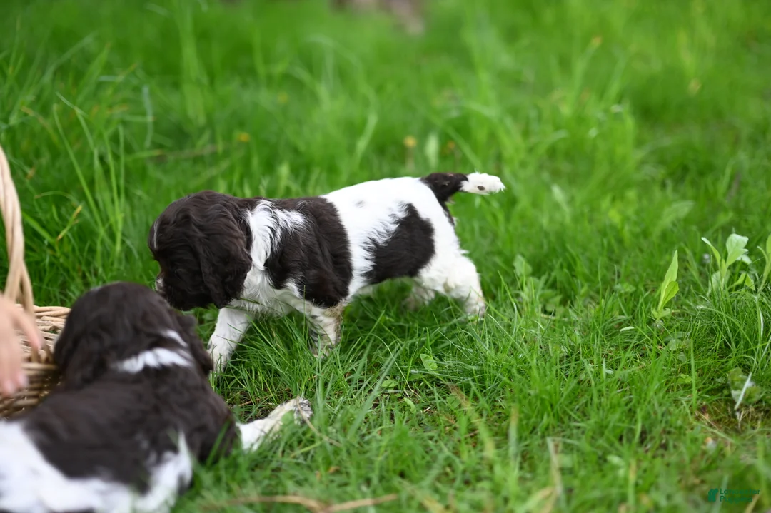Cocker Spaniel dogs for sale: Abby (AKC reg) - Ad 2