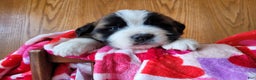 Saint Bernard dogs for sale: Beethoven - Ad 1